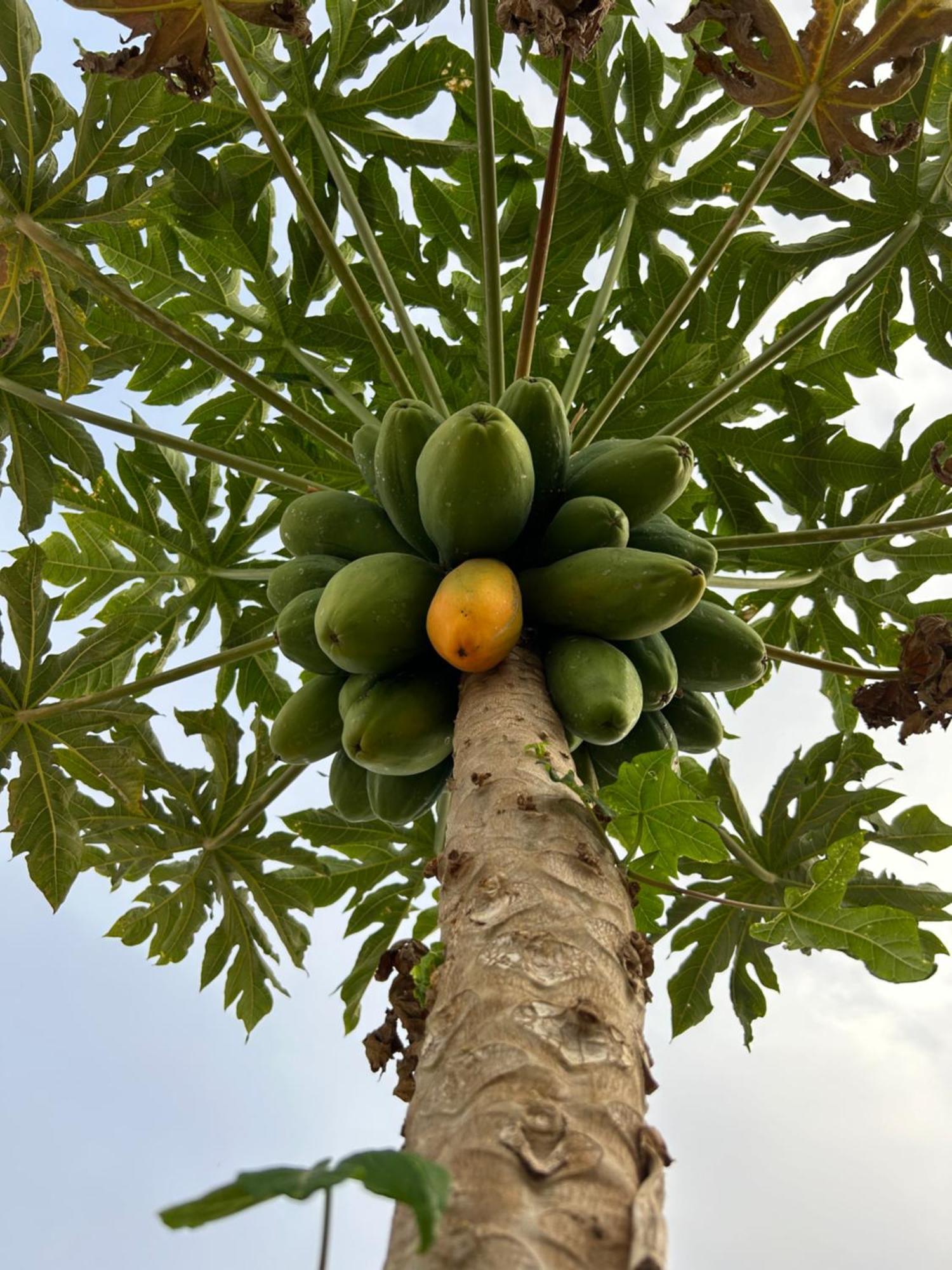 Casa Rural El Pasil Arona  Ngoại thất bức ảnh